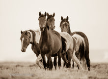 Load image into Gallery viewer, &quot;Unknown Destiny&quot;    Wild Horse Photograph.
