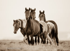 "Unknown Destiny"    Wild Horse Photograph.