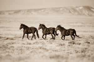"Three Wild Hearts"   Wild Horse Photograph.