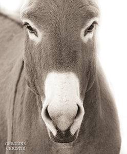 "The Look" Wild Burro Photograph."